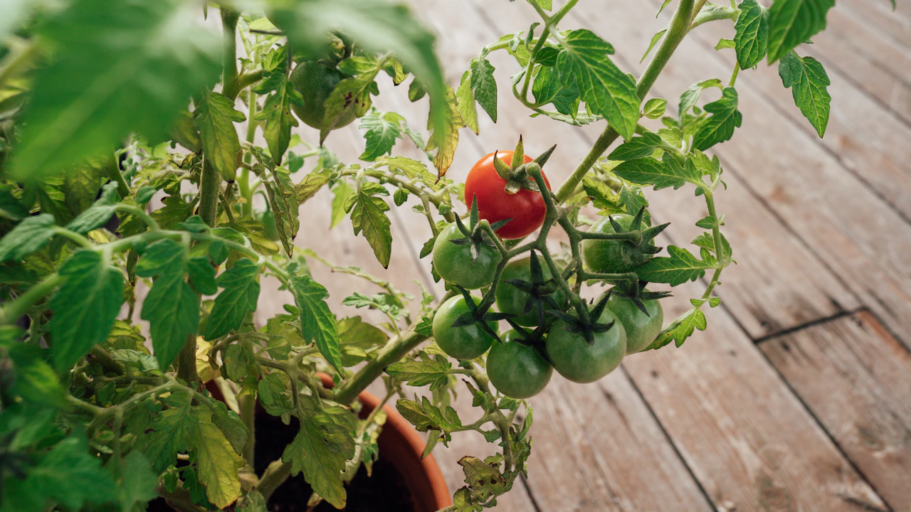 Tomatera en una maceta sobre una superficie de madera
