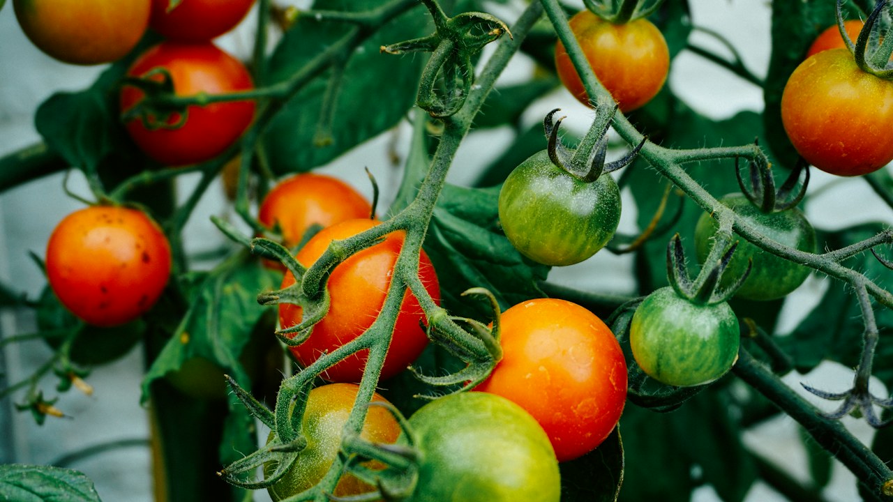 Tomates verdes aumentando de tamaño sobre la planta