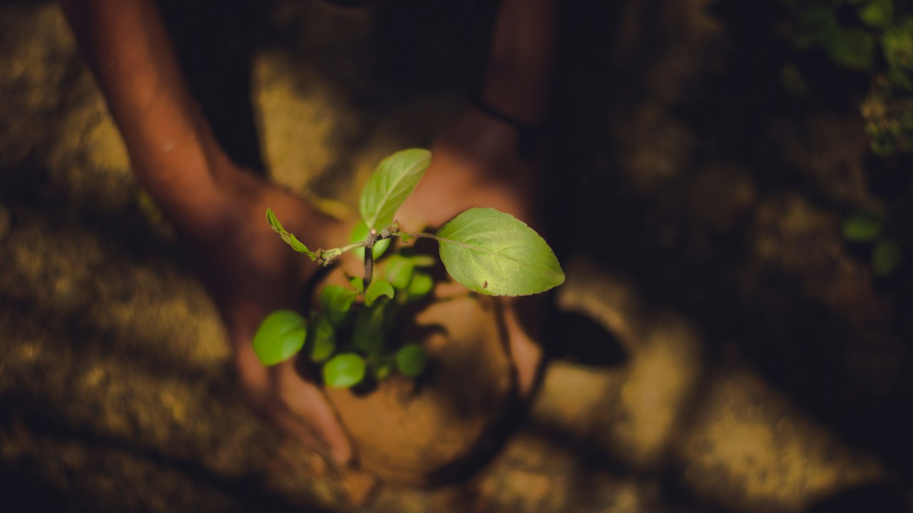 Personas trasladando plantas jóvenes a su ubicación definitiva