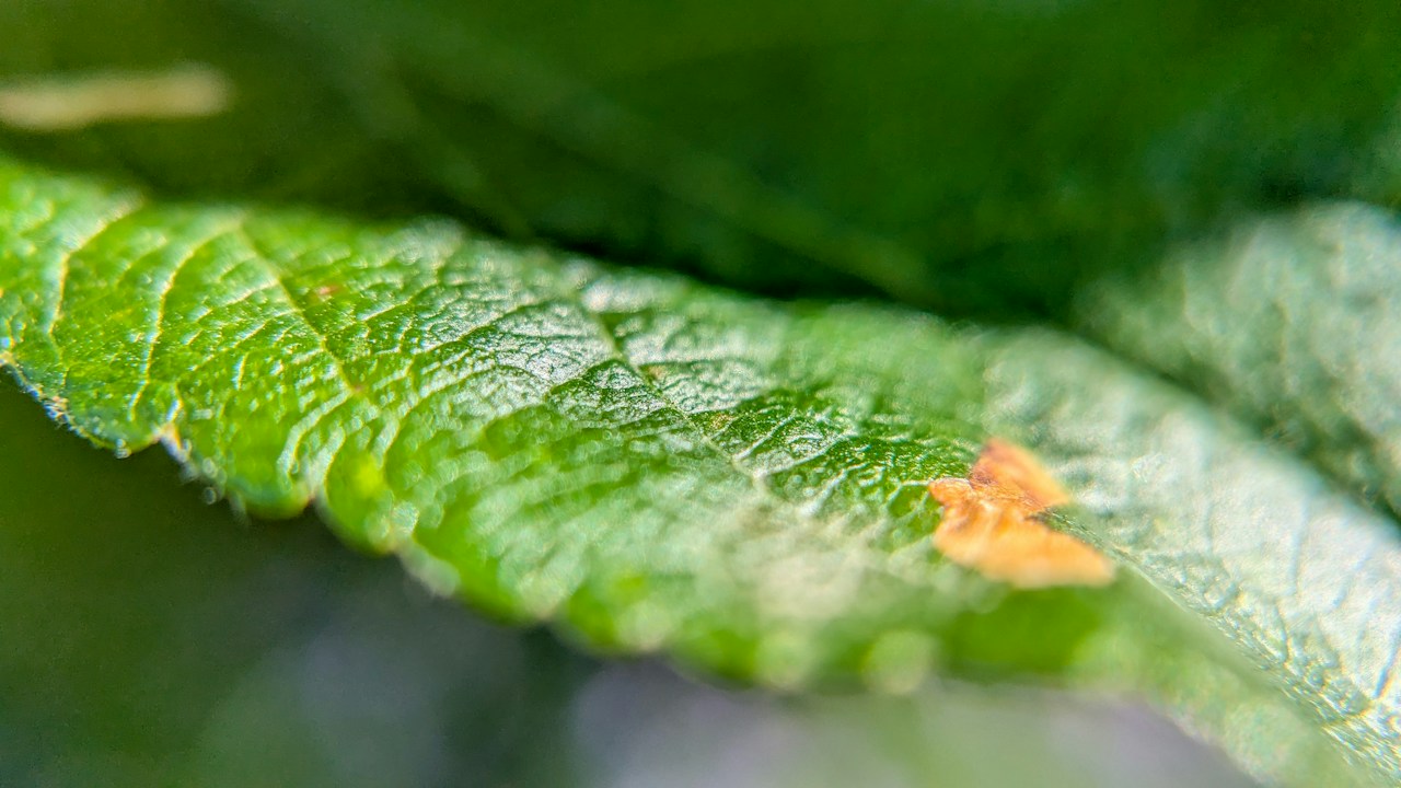 Insecto alargado sobre una hoja con daño superficial