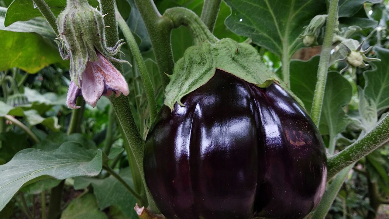 Variedades de berenjena cultivadas en un huerto doméstico