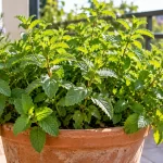 Planta frondosa de menta verde en maceta de terracota sobre un balcón luminoso