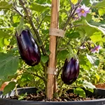 Planta de berenjena en maceta con tutor de madera, amarres de tela y dos frutos morados en desarrollo