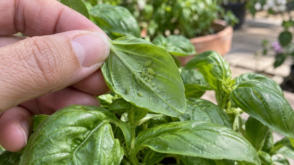 Inspección del envés de una hoja de albahaca con pulgones